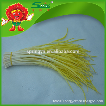 healthy and natural fresh gree leek hotbed chives chinese chives